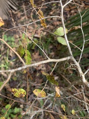 Ulmus crassifolia