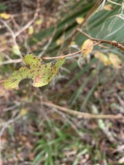 Ulmus crassifolia