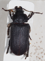 Orthogoniinae