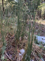 Juncus patens