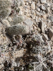 Escobaria tuberculosa