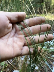 Juncus patens