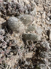 Escobaria tuberculosa