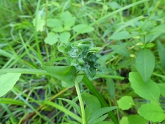 Dasineura lysimachiae