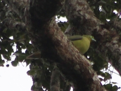 Treron oxyurus