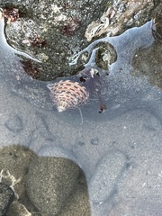 Calliostoma tricolor