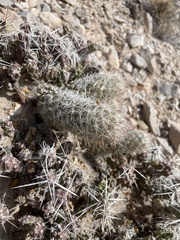 Escobaria tuberculosa