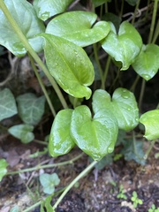 Arisarum vulgare