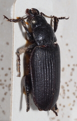 Orthogoniinae