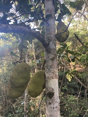Artocarpus