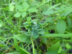 Dasineura lysimachiae