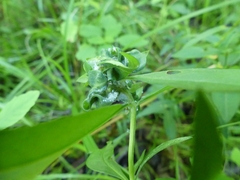 Dasineura lysimachiae