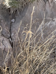 Cynodonteae