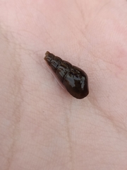 Melanoides tuberculata