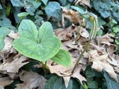 Arisarum vulgare