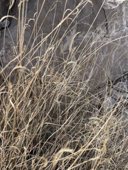Cynodonteae