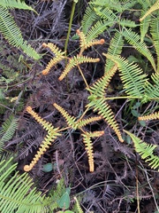 Dicranopteris
