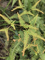 Dicranopteris