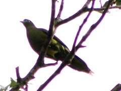 Treron oxyurus