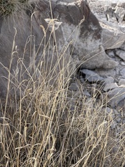 Cynodonteae