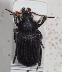 Orthogoniinae