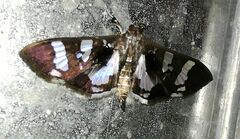 Desmia bajulalis
