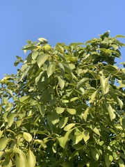 Cinnamomum