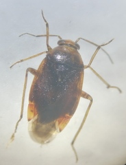 Agnocoris