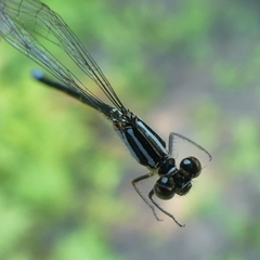 Enallagma geminatum