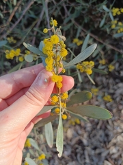 Acacia redolens