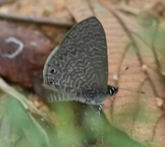 Pseudonacaduba sichela