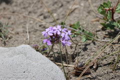 Glandularia tenera