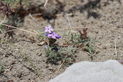 Glandularia tenera
