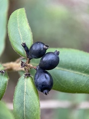 Lonicera acuminata
