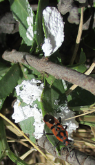 Spilostethus macilentus