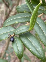 Lonicera acuminata