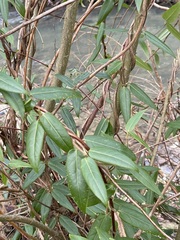 Lonicera acuminata