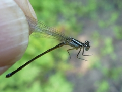 Enallagma geminatum
