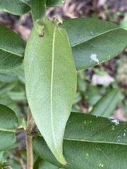 Lonicera acuminata