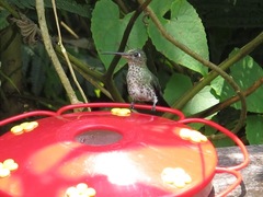 Taphrospilus hypostictus