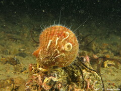 Aequipecten opercularis