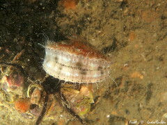 Aequipecten opercularis