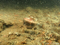 Aequipecten opercularis