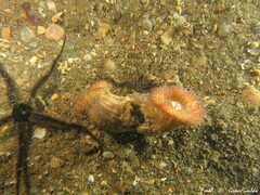 Calliactis parasitica