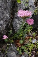 Pseudosedum