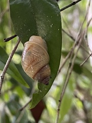 Simpulopsis