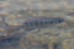 Lepomis macrochirus purpurascens