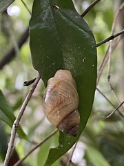 Simpulopsis
