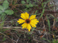 Coreopsis leavenworthii