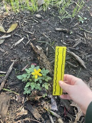 Ranunculus fascicularis